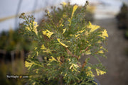- Chamaecyparis obtusa 'Saffron Spray' Dwarf Hinoki Cypress - Mr Maple │ Buy Japanese Maple Trees
