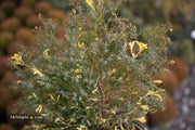 - Chamaecyparis obtusa 'Saffron Spray' Dwarf Hinoki Cypress - Mr Maple │ Buy Japanese Maple Trees
