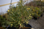 - Chamaecyparis obtusa 'Saffron Spray' Dwarf Hinoki Cypress - Mr Maple │ Buy Japanese Maple Trees