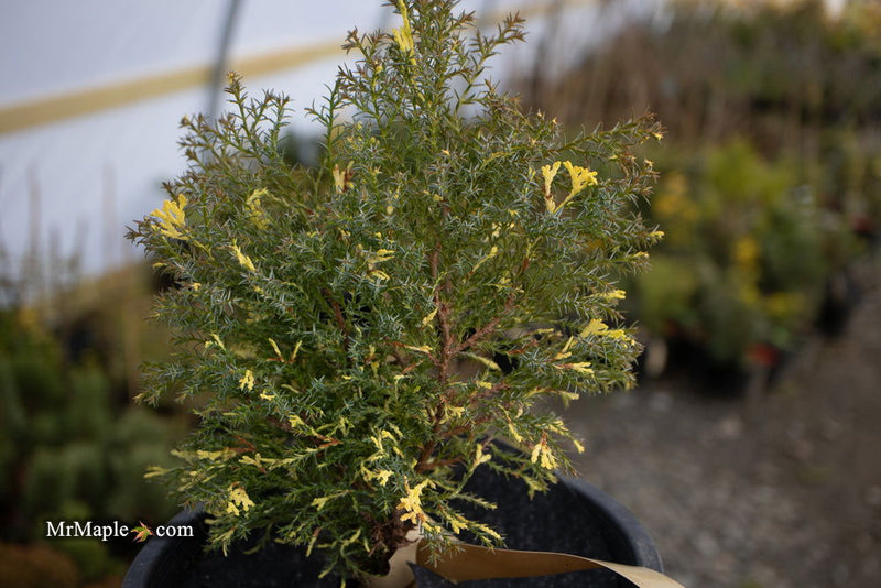 - Chamaecyparis obtusa 'Saffron Spray' Dwarf Hinoki Cypress - Mr Maple │ Buy Japanese Maple Trees