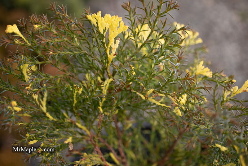 - Chamaecyparis obtusa 'Saffron Spray' Dwarf Hinoki Cypress - Mr Maple │ Buy Japanese Maple Trees