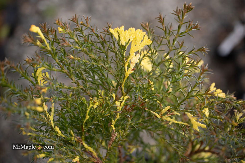 - Chamaecyparis obtusa 'Saffron Spray' Dwarf Hinoki Cypress - Mr Maple │ Buy Japanese Maple Trees