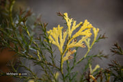 - Chamaecyparis obtusa 'Saffron Spray' Dwarf Hinoki Cypress - Mr Maple │ Buy Japanese Maple Trees