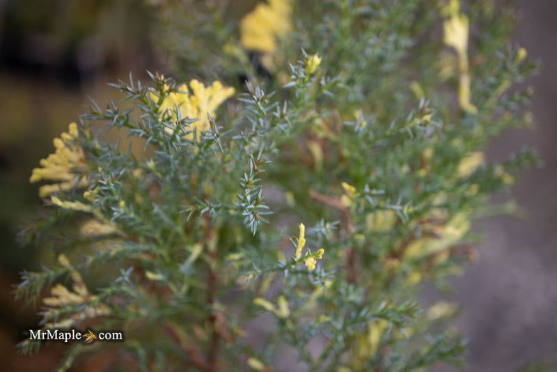 - Chamaecyparis obtusa 'Saffron Spray' Dwarf Hinoki Cypress - Mr Maple │ Buy Japanese Maple Trees