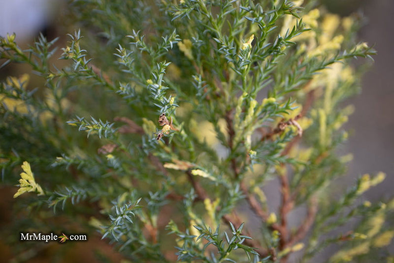 - Chamaecyparis obtusa 'Saffron Spray' Dwarf Hinoki Cypress - Mr Maple │ Buy Japanese Maple Trees