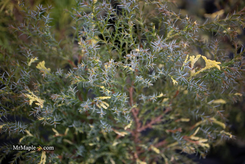 - Chamaecyparis obtusa 'Saffron Spray' Dwarf Hinoki Cypress - Mr Maple │ Buy Japanese Maple Trees