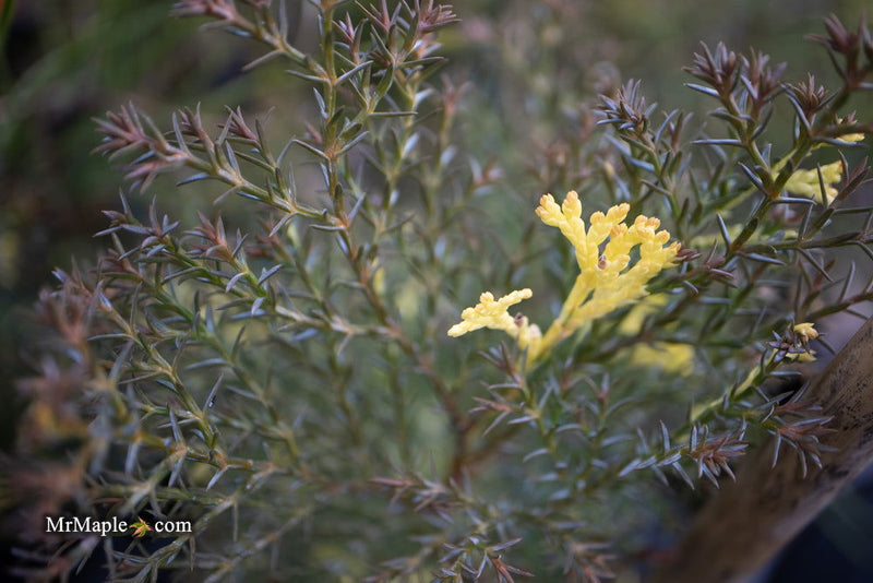 - Chamaecyparis obtusa 'Saffron Spray' Dwarf Hinoki Cypress - Mr Maple │ Buy Japanese Maple Trees