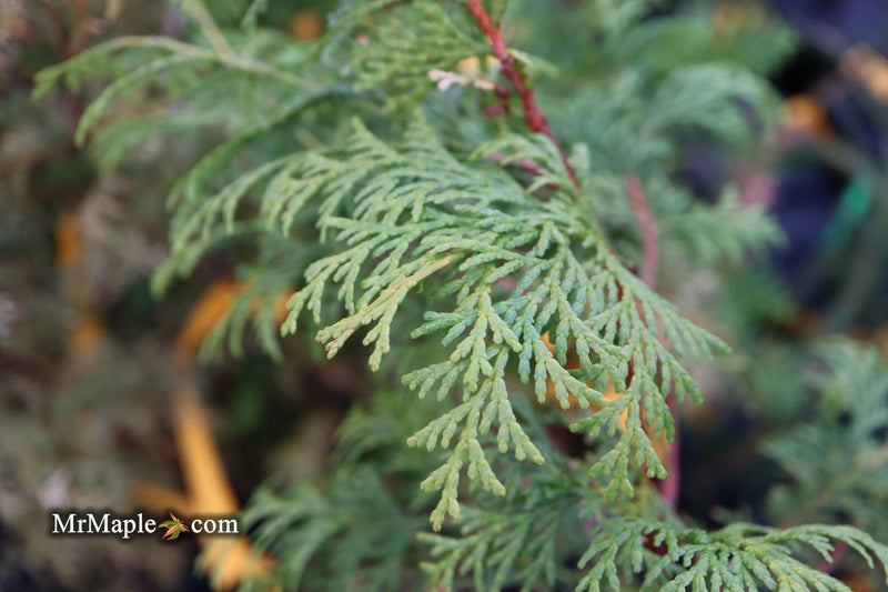 - Chamaecyparis obtusa 'Southern Lace’ Hinoki Cypress - Mr Maple │ Buy Japanese Maple Trees