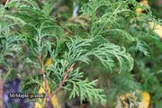 - Chamaecyparis obtusa 'Southern Lace’ Hinoki Cypress - Mr Maple │ Buy Japanese Maple Trees
