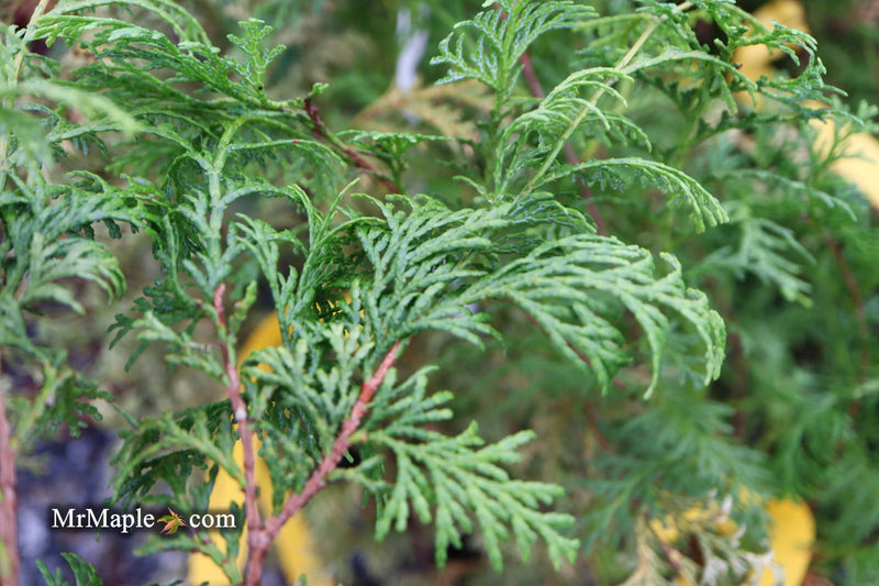 - Chamaecyparis obtusa 'Southern Lace’ Hinoki Cypress - Mr Maple │ Buy Japanese Maple Trees