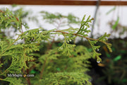 - Chamaecyparis obtusa 'Southern Lace’ Hinoki Cypress - Mr Maple │ Buy Japanese Maple Trees