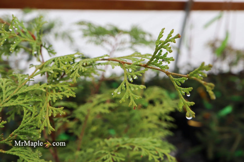 - Chamaecyparis obtusa 'Southern Lace’ Hinoki Cypress - Mr Maple │ Buy Japanese Maple Trees