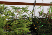 - Chamaecyparis obtusa 'Southern Lace’ Hinoki Cypress - Mr Maple │ Buy Japanese Maple Trees