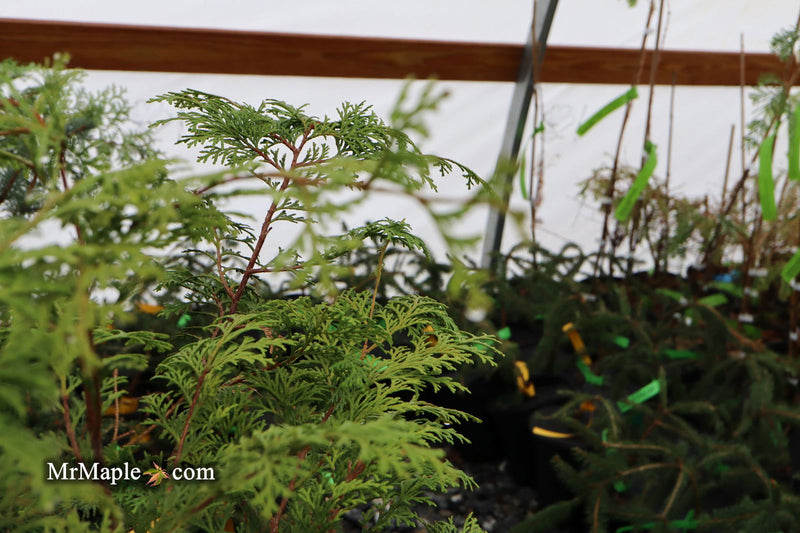 - Chamaecyparis obtusa 'Southern Lace’ Hinoki Cypress - Mr Maple │ Buy Japanese Maple Trees