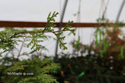 - Chamaecyparis obtusa 'Southern Lace’ Hinoki Cypress - Mr Maple │ Buy Japanese Maple Trees
