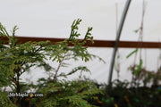 - Chamaecyparis obtusa 'Southern Lace’ Hinoki Cypress - Mr Maple │ Buy Japanese Maple Trees