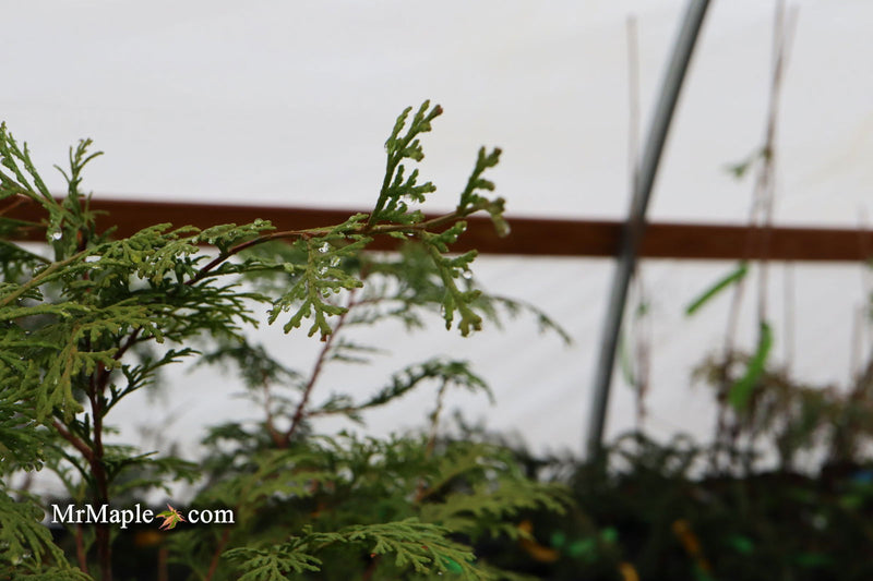 - Chamaecyparis obtusa 'Southern Lace’ Hinoki Cypress - Mr Maple │ Buy Japanese Maple Trees