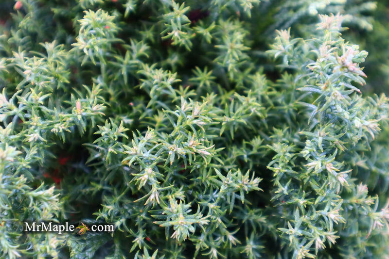 - Chamaecyparis obtusa 'Split Rock' Dwarf Hinoki Cypress - Mr Maple │ Buy Japanese Maple Trees
