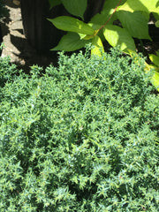 - Chamaecyparis obtusa 'Split Rock' Dwarf Hinoki Cypress - Mr Maple │ Buy Japanese Maple Trees