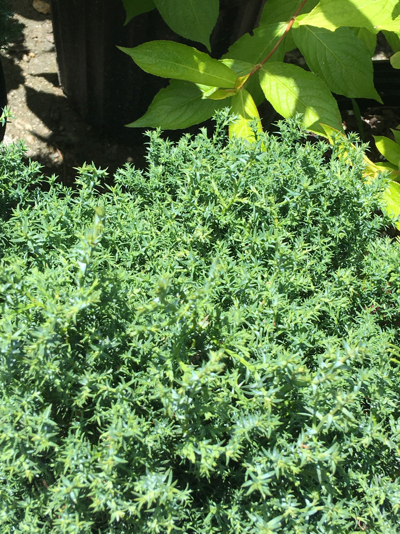 - Chamaecyparis obtusa 'Split Rock' Dwarf Hinoki Cypress - Mr Maple │ Buy Japanese Maple Trees