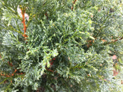 - Chamaecyparis obtusa 'Split Rock' Dwarf Hinoki Cypress - Mr Maple │ Buy Japanese Maple Trees