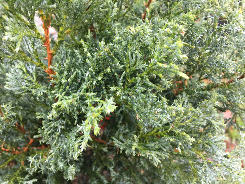 - Chamaecyparis obtusa 'Split Rock' Dwarf Hinoki Cypress - Mr Maple │ Buy Japanese Maple Trees