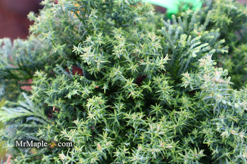- Chamaecyparis obtusa 'Split Rock' Dwarf Hinoki Cypress - Mr Maple │ Buy Japanese Maple Trees