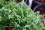 - Chamaecyparis obtusa 'Split Rock' Dwarf Hinoki Cypress - Mr Maple │ Buy Japanese Maple Trees