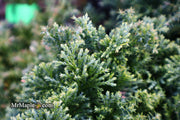 - Chamaecyparis obtusa 'Split Rock' Dwarf Hinoki Cypress - Mr Maple │ Buy Japanese Maple Trees
