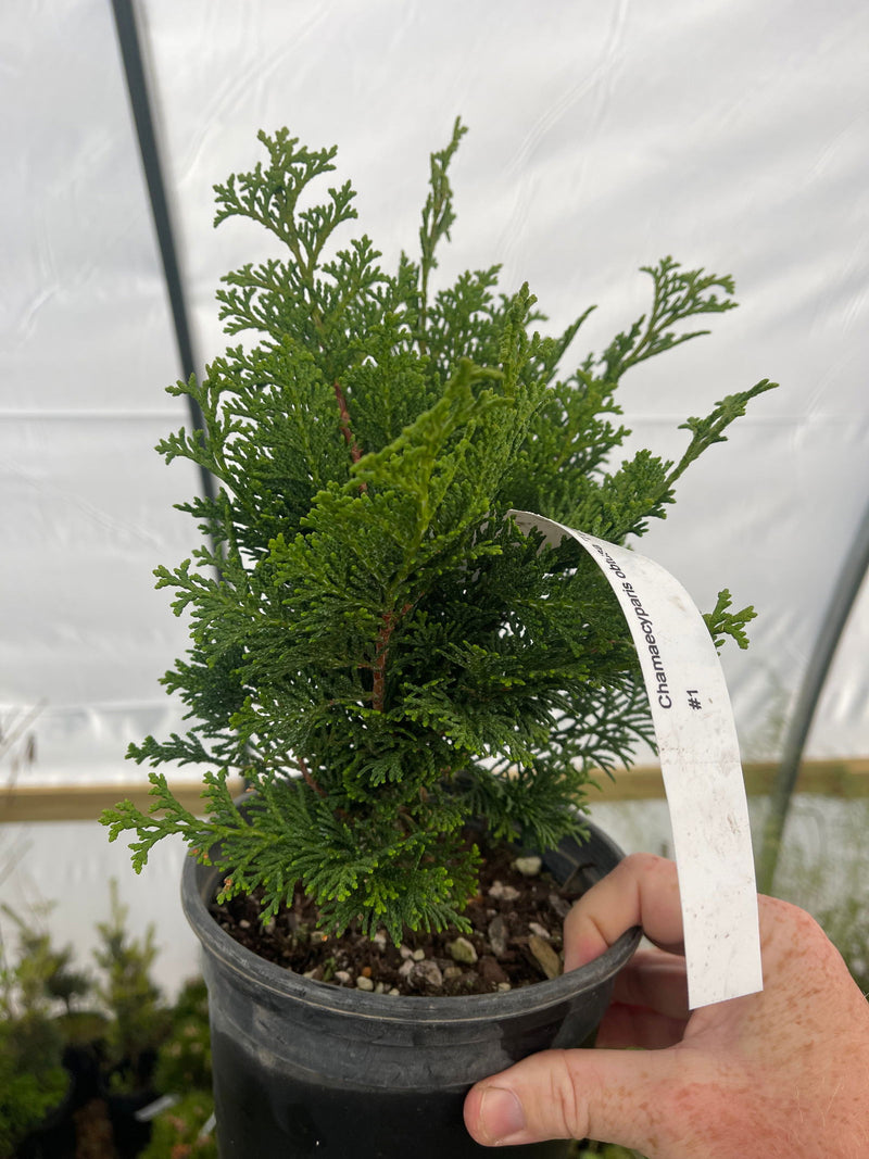 - Chamaecyparis obtusa 'Tempelhof' Dwarf Hinoki Cypress - Mr Maple │ Buy Japanese Maple Trees