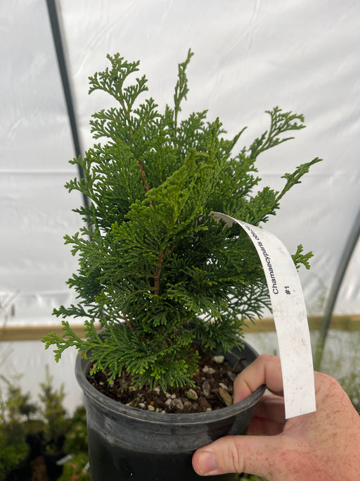 - Chamaecyparis obtusa 'Tempelhof' Dwarf Hinoki Cypress - Mr Maple │ Buy Japanese Maple Trees