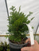 - Chamaecyparis obtusa 'Tempelhof' Dwarf Hinoki Cypress - Mr Maple │ Buy Japanese Maple Trees