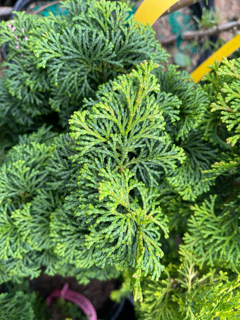 - Chamaecyparis obtusa 'Tempelhof' Dwarf Hinoki Cypress - Mr Maple │ Buy Japanese Maple Trees