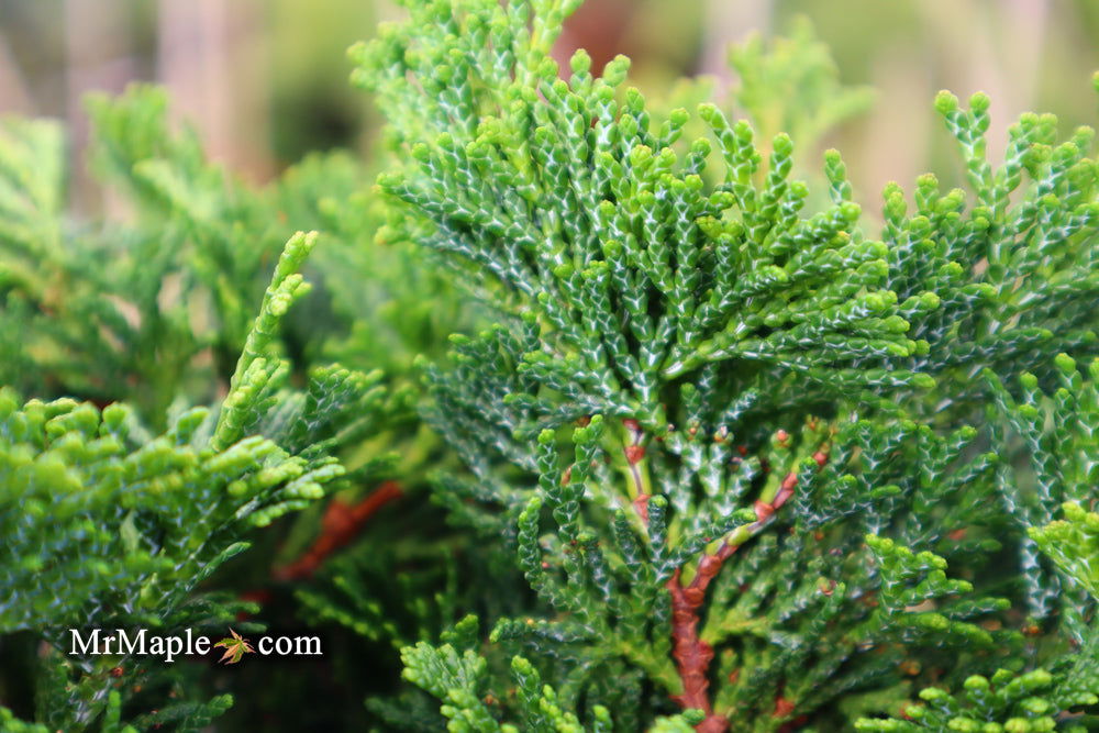 - Chamaecyparis obtusa 'Tempelhof' Dwarf Hinoki Cypress - Mr Maple │ Buy Japanese Maple Trees