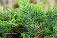 - Chamaecyparis obtusa 'Tempelhof' Dwarf Hinoki Cypress - Mr Maple │ Buy Japanese Maple Trees