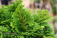 - Chamaecyparis obtusa 'Tempelhof' Dwarf Hinoki Cypress - Mr Maple │ Buy Japanese Maple Trees