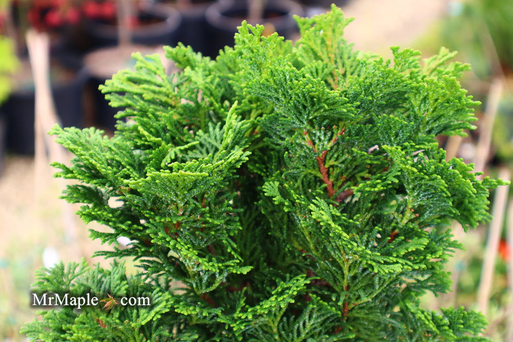 - Chamaecyparis obtusa 'Tempelhof' Dwarf Hinoki Cypress - Mr Maple │ Buy Japanese Maple Trees