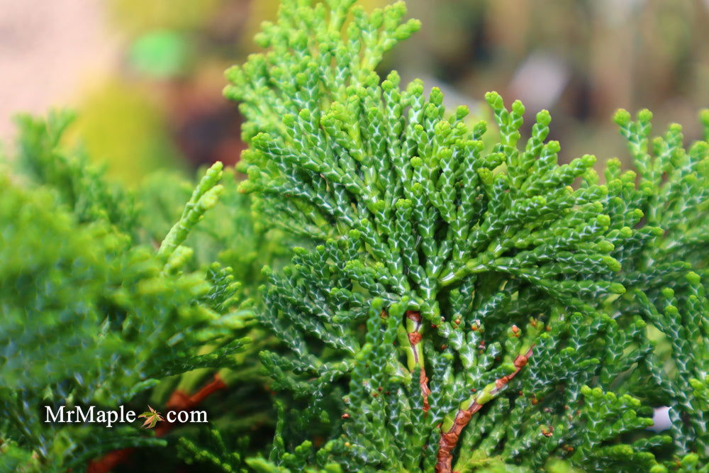 - Chamaecyparis obtusa 'Tempelhof' Dwarf Hinoki Cypress - Mr Maple │ Buy Japanese Maple Trees