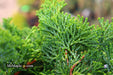 - Chamaecyparis obtusa 'Tempelhof' Dwarf Hinoki Cypress - Mr Maple │ Buy Japanese Maple Trees