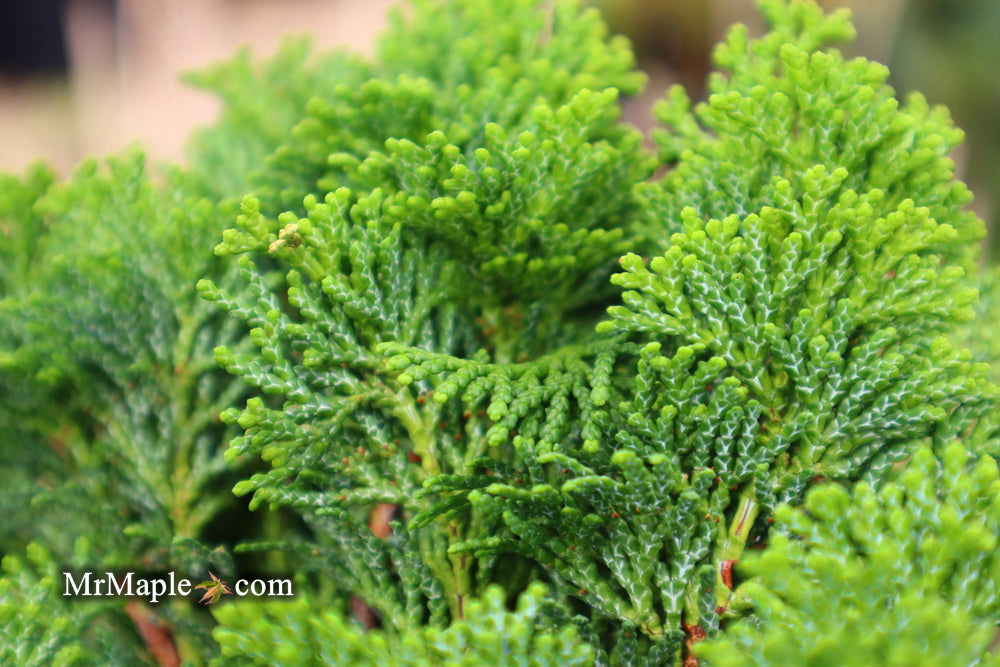 - Chamaecyparis obtusa 'Tempelhof' Dwarf Hinoki Cypress - Mr Maple │ Buy Japanese Maple Trees