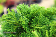 - Chamaecyparis obtusa 'Tempelhof' Dwarf Hinoki Cypress - Mr Maple │ Buy Japanese Maple Trees