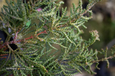 - Chamaecyparis obtusa 'Torulosa Nana' Dwarf Hinoki Cypress - Mr Maple │ Buy Japanese Maple Trees