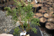 - Chamaecyparis obtusa 'Torulosa Nana' Dwarf Hinoki Cypress - Mr Maple │ Buy Japanese Maple Trees
