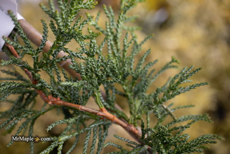 - Chamaecyparis obtusa 'Torulosa Nana' Dwarf Hinoki Cypress - Mr Maple │ Buy Japanese Maple Trees