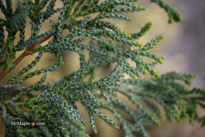 - Chamaecyparis obtusa 'Torulosa Nana' Dwarf Hinoki Cypress - Mr Maple │ Buy Japanese Maple Trees
