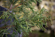 - Chamaecyparis obtusa 'Torulosa Nana' Dwarf Hinoki Cypress - Mr Maple │ Buy Japanese Maple Trees