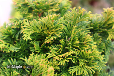 - Chamaecyparis obtusa 'Verdoni' Dwarf Hinoki Cypress - Mr Maple │ Buy Japanese Maple Trees