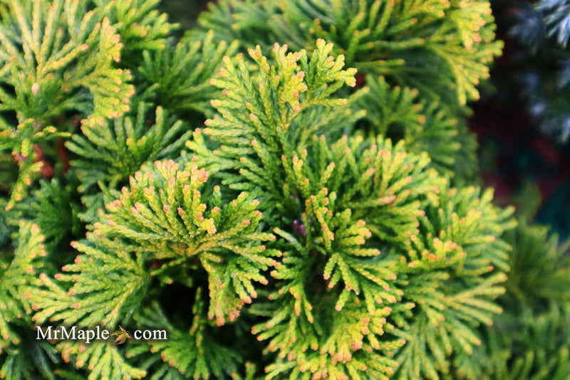 - Chamaecyparis obtusa 'Verdoni' Dwarf Hinoki Cypress - Mr Maple │ Buy Japanese Maple Trees