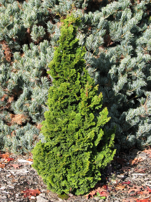 - Chamaecyparis obtusa 'Vokel's Upright' Dwarf Hinoki Cypress - Mr Maple │ Buy Japanese Maple Trees