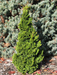 - Chamaecyparis obtusa 'Vokel's Upright' Dwarf Hinoki Cypress - Mr Maple │ Buy Japanese Maple Trees